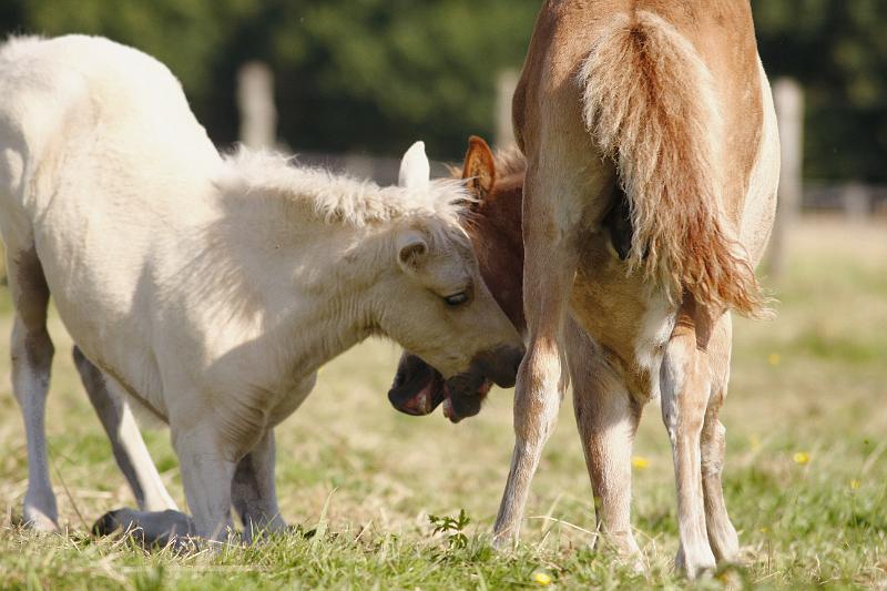 Gabriel und Myrdal 5.jpg
